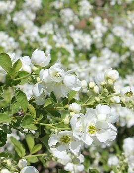 Exochorda x Snow Day® Blizzard ('Blizzard') (PP23329, CPBR4690)