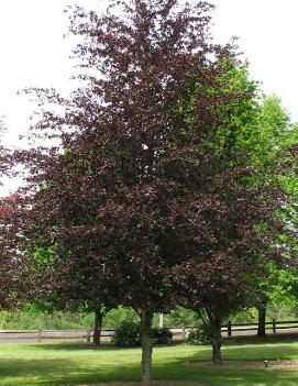 Fagus sylvatica 'Riversii'