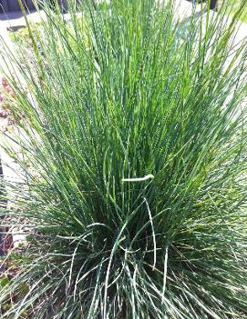 Festuca glauca