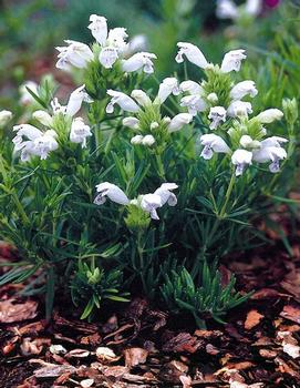 Dracocephalum argunense 'Fuji White'