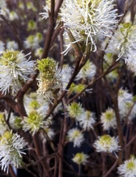 Fothergilla major 'Mount Airy'