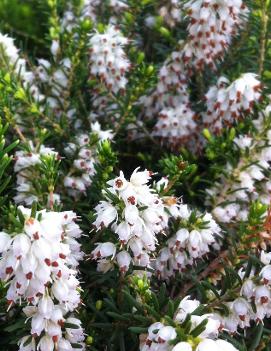 Erica carnea 'Springwood White'