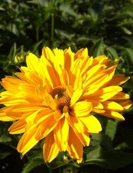 Heliopsis helianthoides var. scabra Summer Sun ('Sommersonne')