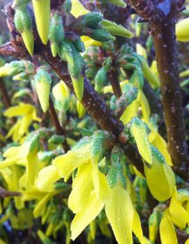 Forsythia x intermedia 'Spectabilis'