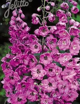 Delphinium elatum 'Pink Punch'