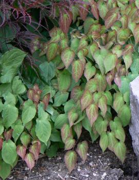 Epimedium rubrum