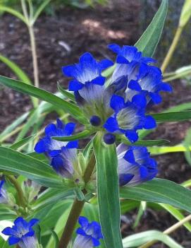 Gentiana dahurica