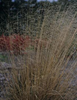 Deschampsia cespitosa Scotland ('Schottland')