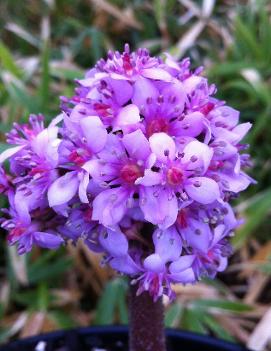 Darmera peltata