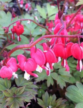 Dicentra spectabilis Valentine® ('Hordival') (PP22739, COPF)