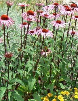 Echinacea x 'Vintage Wine' (PP13893)