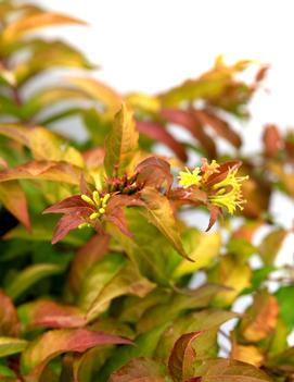 Diervilla splendens Firefly™ ('Bokofire') (PPAF)