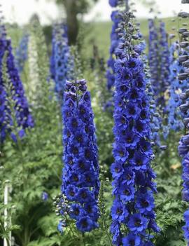 Delphinium elatum 'Blue Buccaneers'