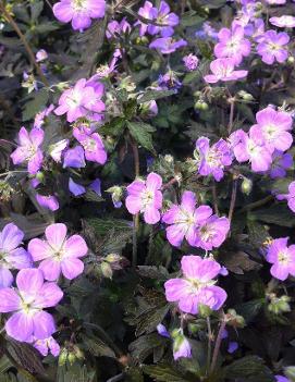 Geranium maculatum 'Elizabeth Ann' (PP11252, COPF)