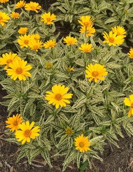 Heliopsis helianthoides 'Sunstruck' (PP25524, CPBR5153)