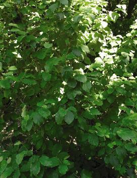 Hamamelis virginiana