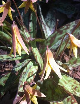 Erythronium americanum