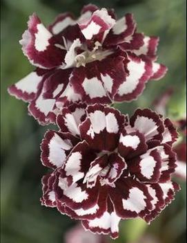 Dianthus x 'Coconut Punch' (PP21876)