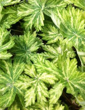 Geranium phaeum 'Margaret Wilson'