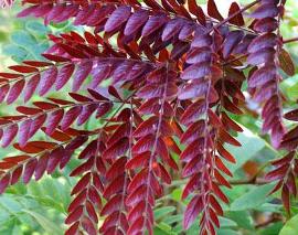 Gleditsia triacanthos var. inermis 'Ruby Lace'