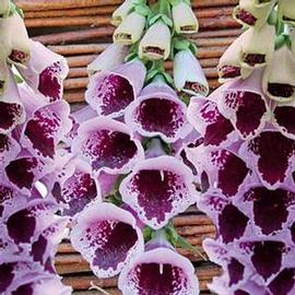 Digitalis purpurea 'Sugar Plum'