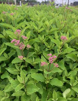 Eupatorium maculatum 'Phantom' (PP18354)