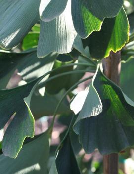 Ginkgo biloba 'Magyar'