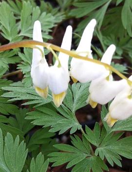 Dicentra cucullaria