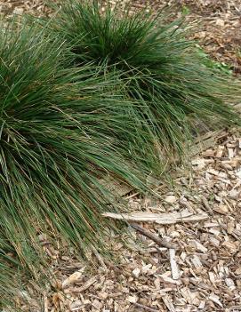 Deschampsia cespitosa Gold Dew ('Goldtau')