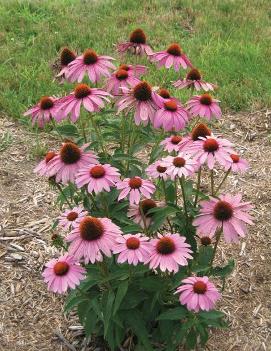 Echinacea purpurea 'Prairie Splendor'