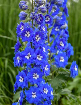 Delphinium elatum 'Cobalt Dreams'