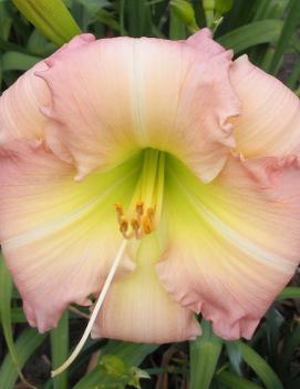 Hemerocallis 'Honey Kissed'