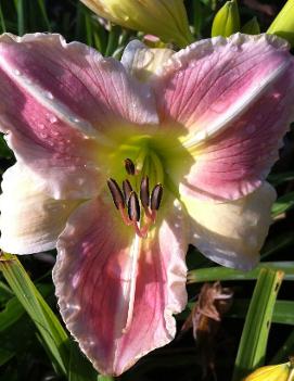 Hemerocallis 'Forsyth Frostbound'