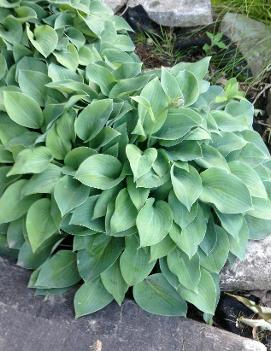 Hosta 'Blue Cadet'