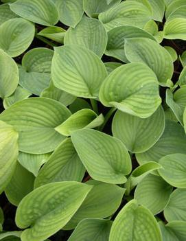 Hosta 'Clear Fork River Valley'