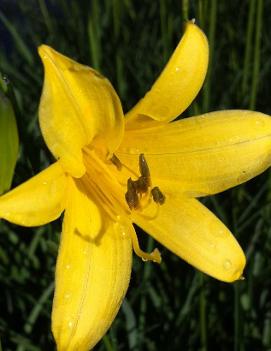 Hemerocallis flava