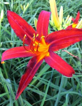 Hemerocallis 'Sammy Russell'