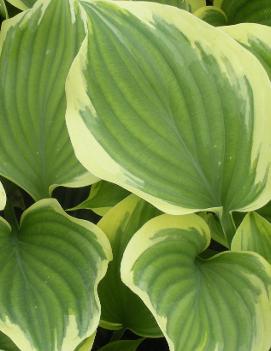 Hosta 'Liberty' (PP12531)