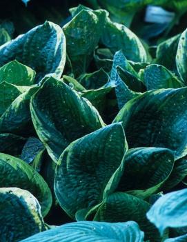 Hosta 'Christmas Tree'