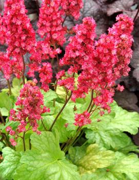 Heuchera x 'Havana' (PP22087, COPF)