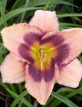 Hemerocallis 'Chicago Heirloom'