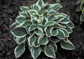 Hosta 'Cameo'