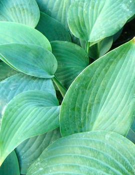 Hosta 'Hadspen Blue'