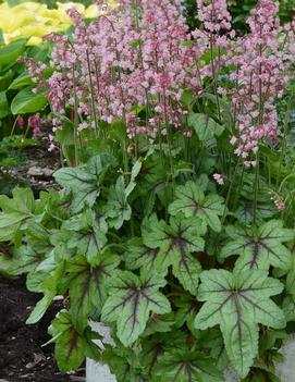 Heucherella x 'Pink Fizz' (PPAF)