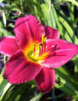 Hemerocallis 'Little Business'