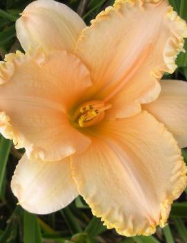 Hemerocallis 'Pretty Miss'