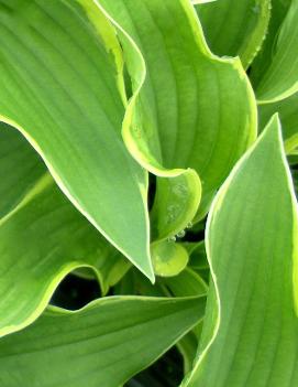 Hosta 'Pilgrim'