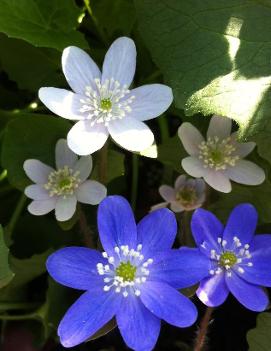 Hepatica americana