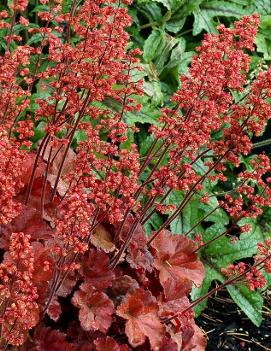 Heuchera x 'Cherry Cola' (PP22967, COPF)