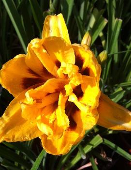 Hemerocallis 'Double Bold One'